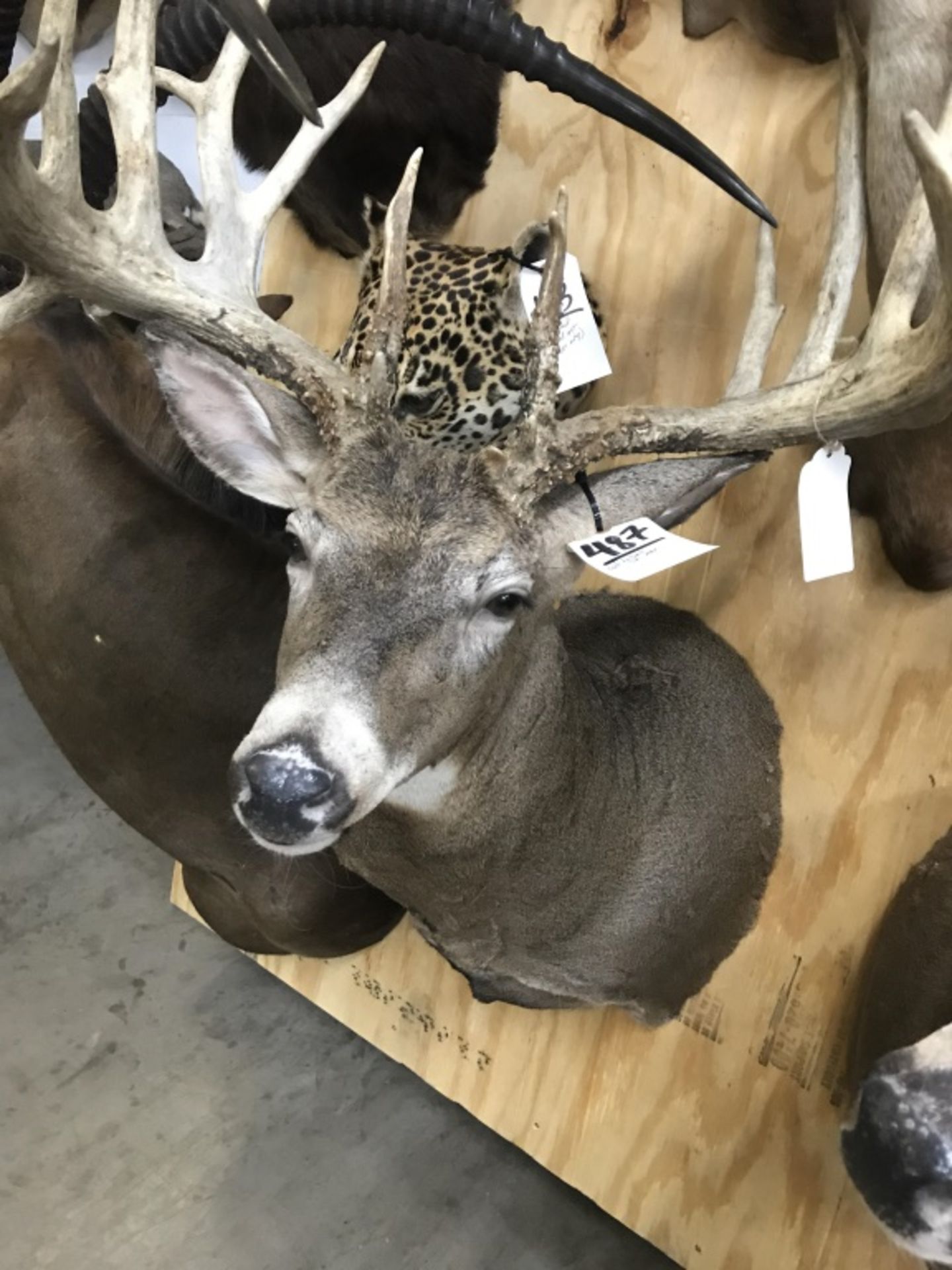 Michigan Whitetail Shoulder Mount - Image 2 of 19