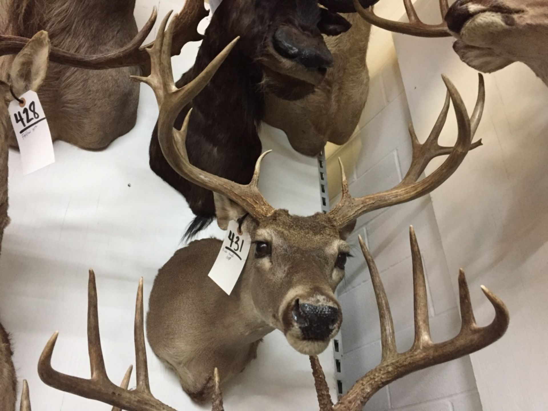 3 Whitetail Mounts - Image 10 of 13