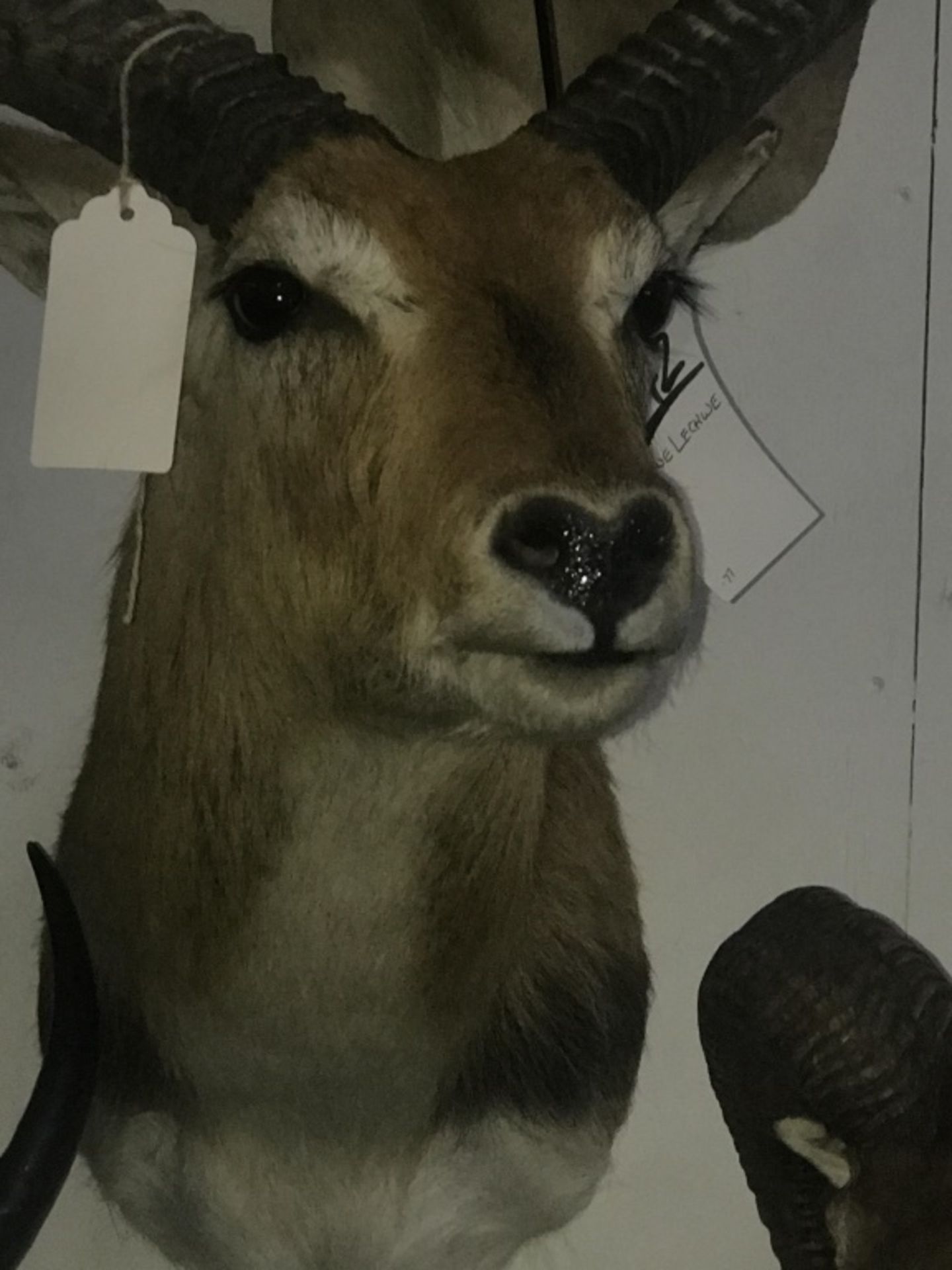 Kafue Lechwe, Botswana - Image 10 of 10