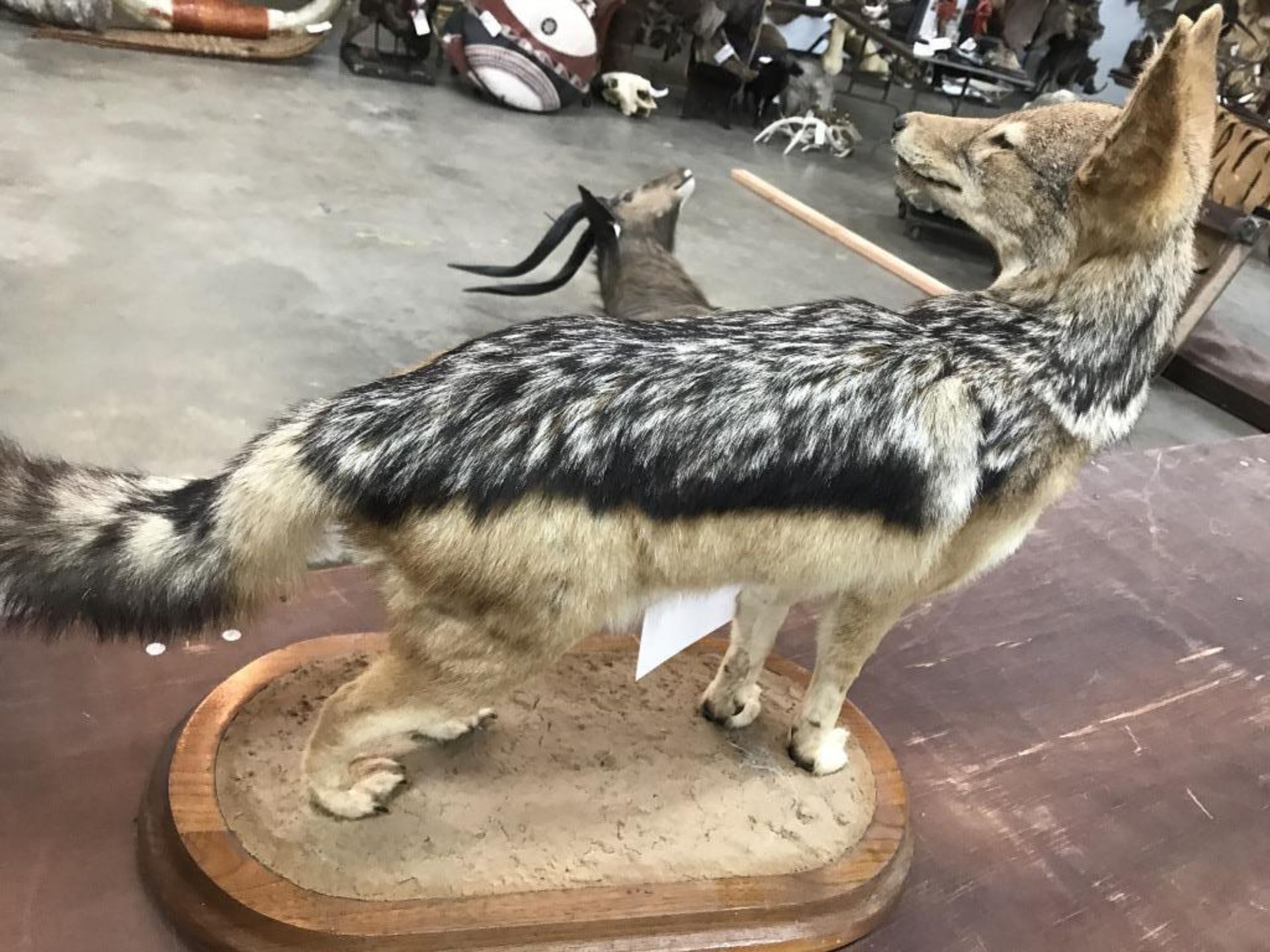 Full Body Jackal Mount - Image 11 of 13