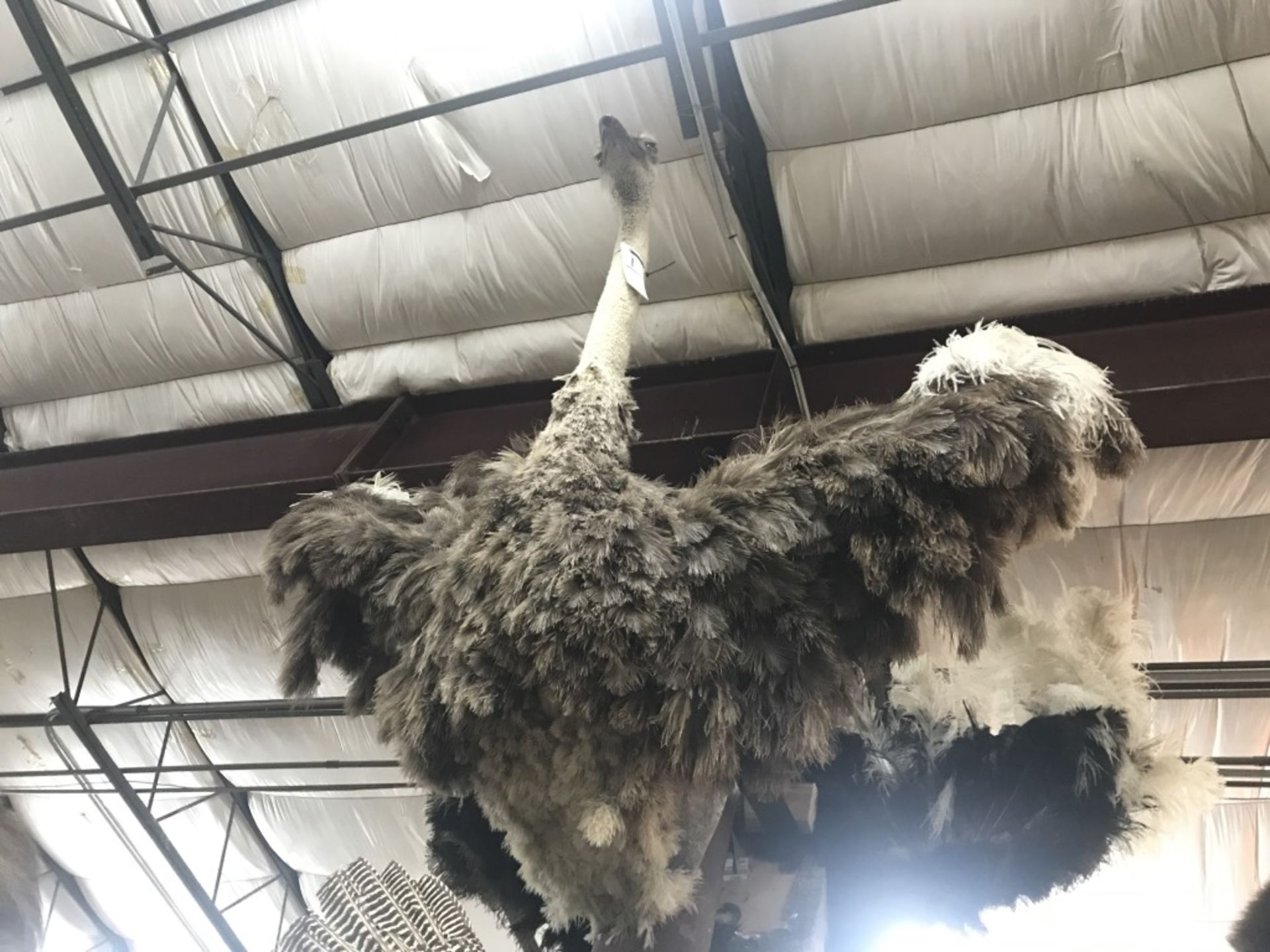 Taxidermy Ostrich Shoulder Mt. - Image 15 of 17