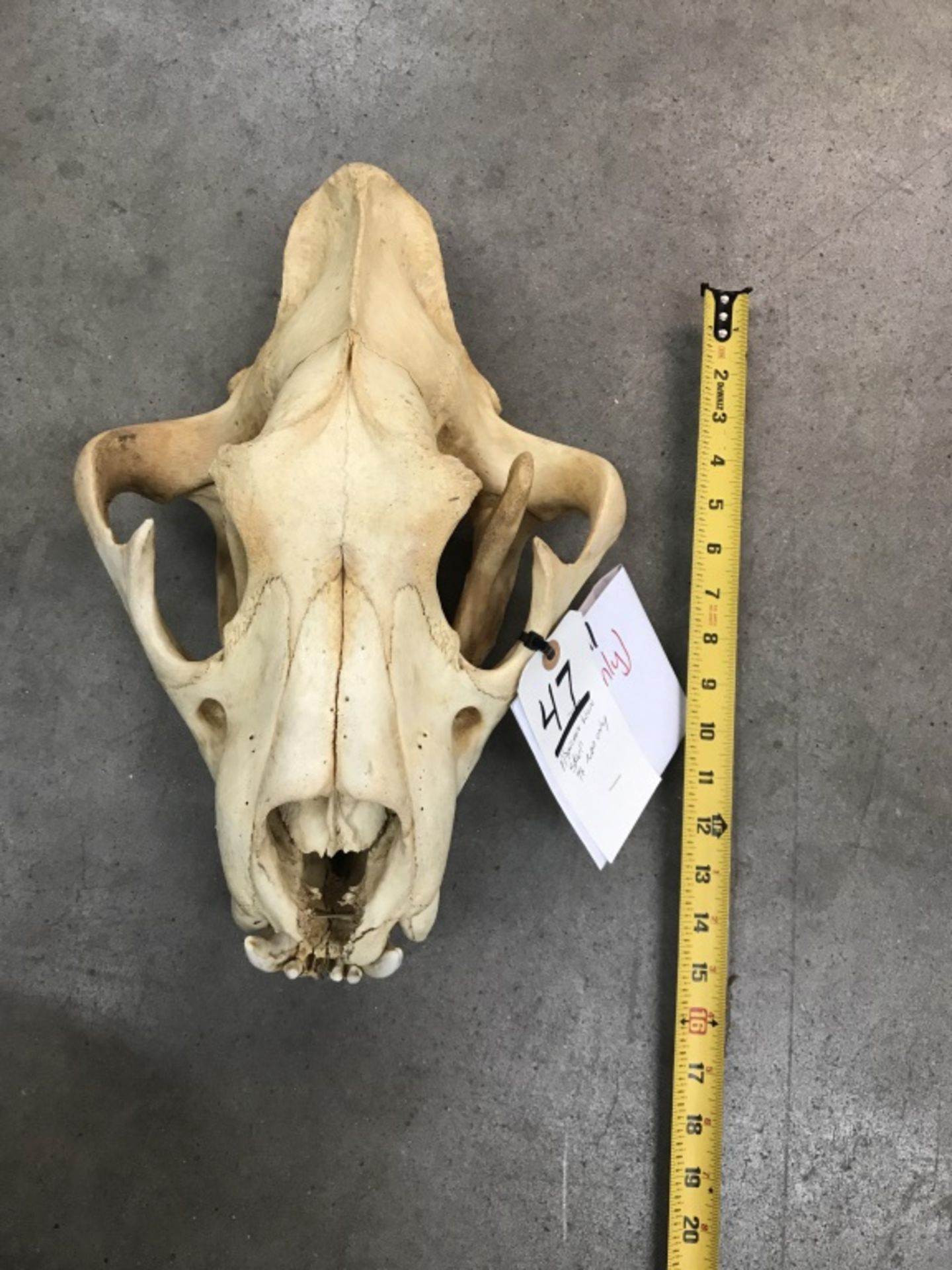 African Lion Skull (TX Res Only) - Image 7 of 16