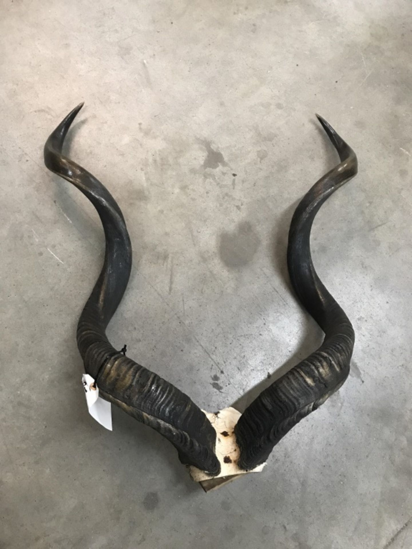 PR. Kudu Horns - Image 2 of 13