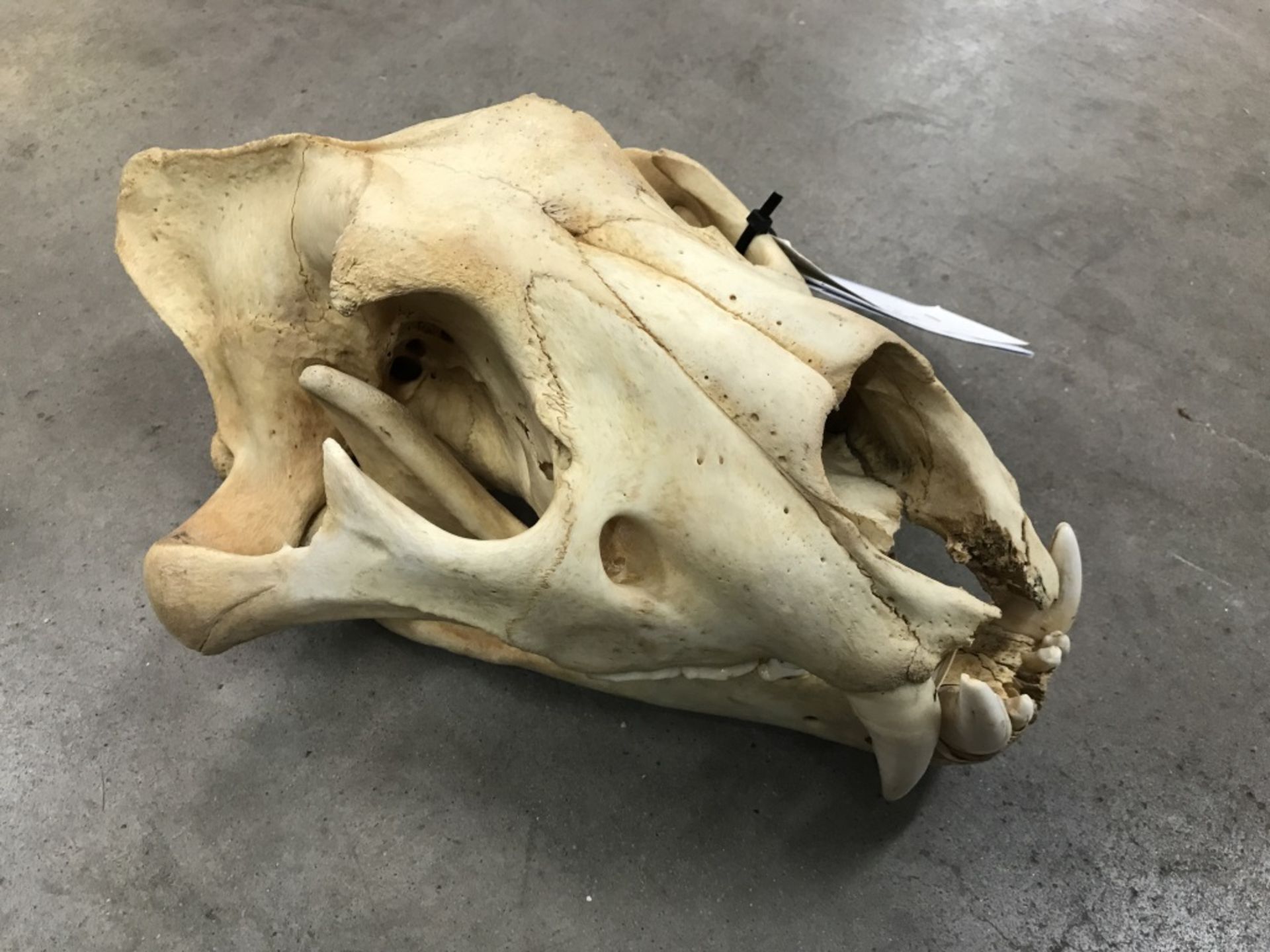 African Lion Skull (TX Res Only) - Image 2 of 16