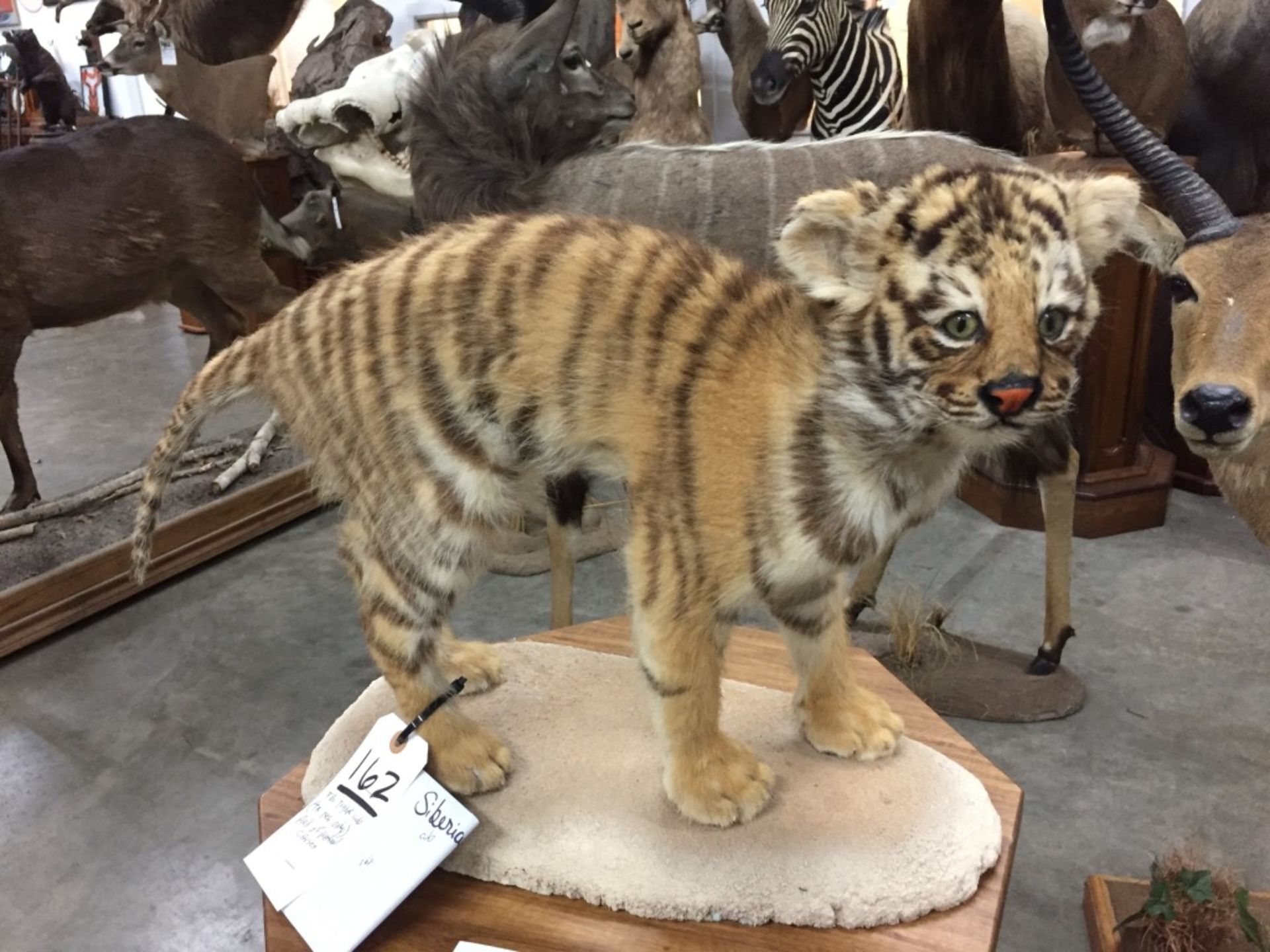 FB Baby Tiger (TX Res Only)