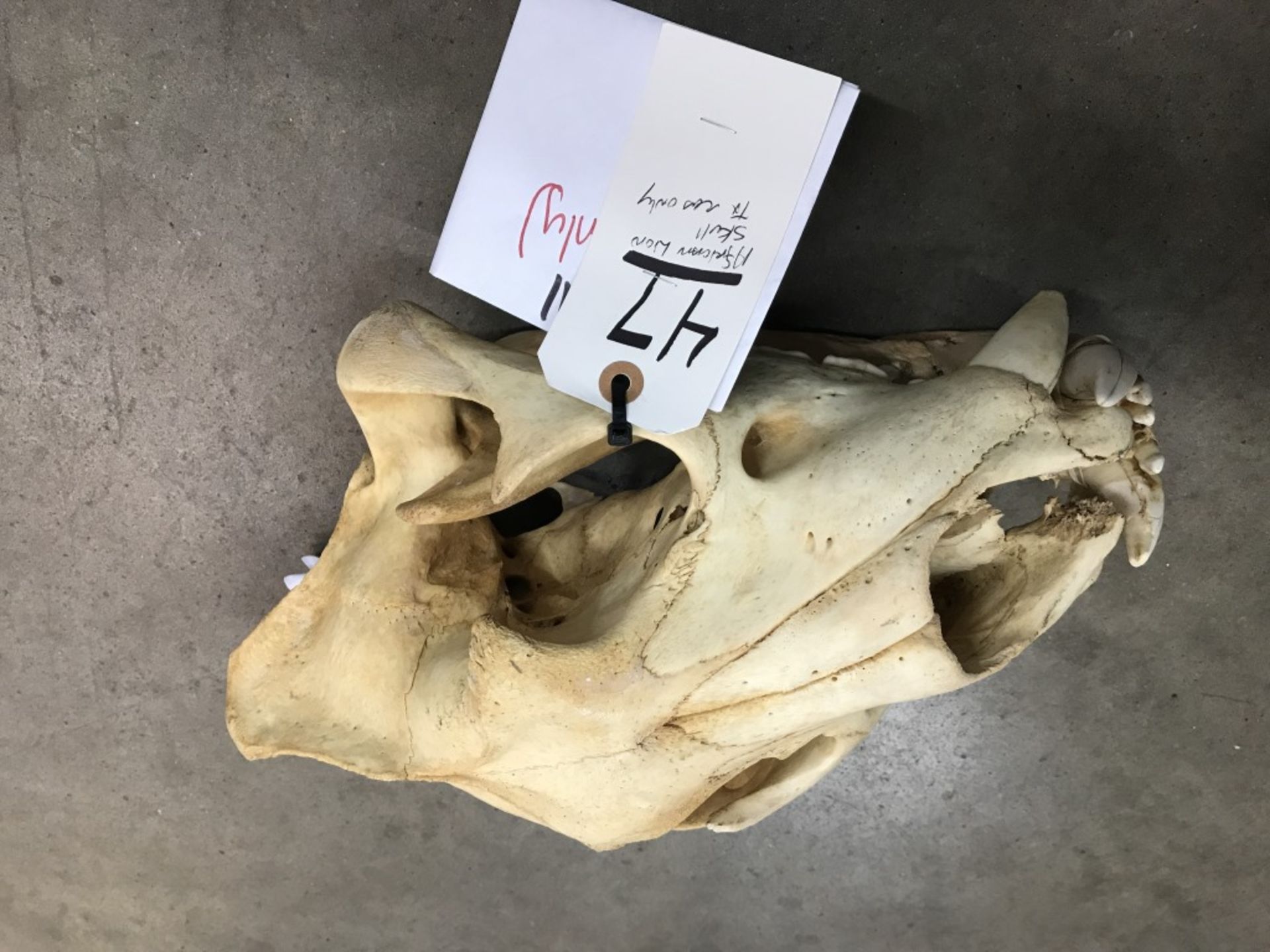 African Lion Skull (TX Res Only) - Image 14 of 16