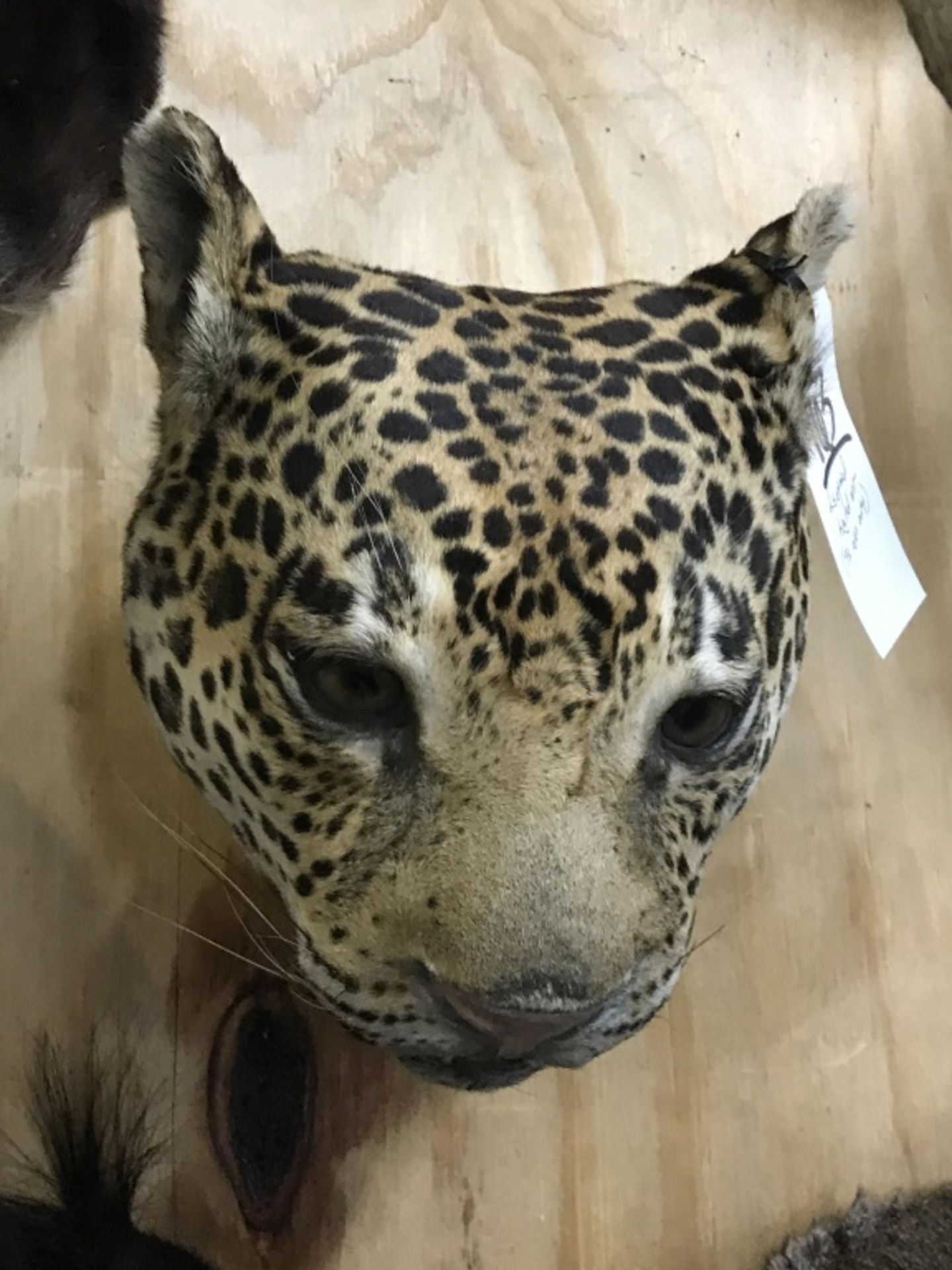 Leopard Mt (TX Res Only)