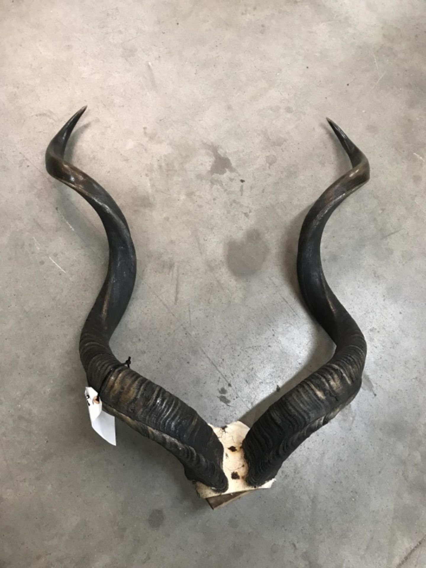 PR. Kudu Horns