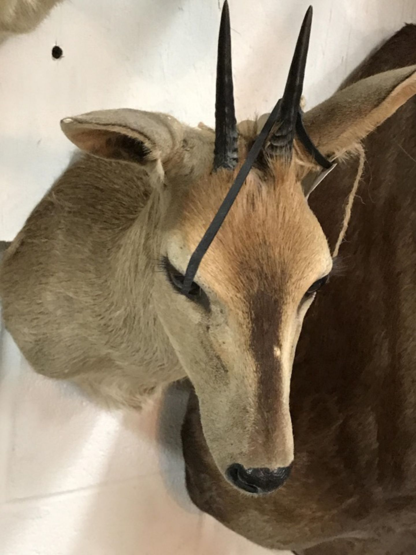 Southern Bush Duiker SCI 12 2/16 - Image 5 of 7