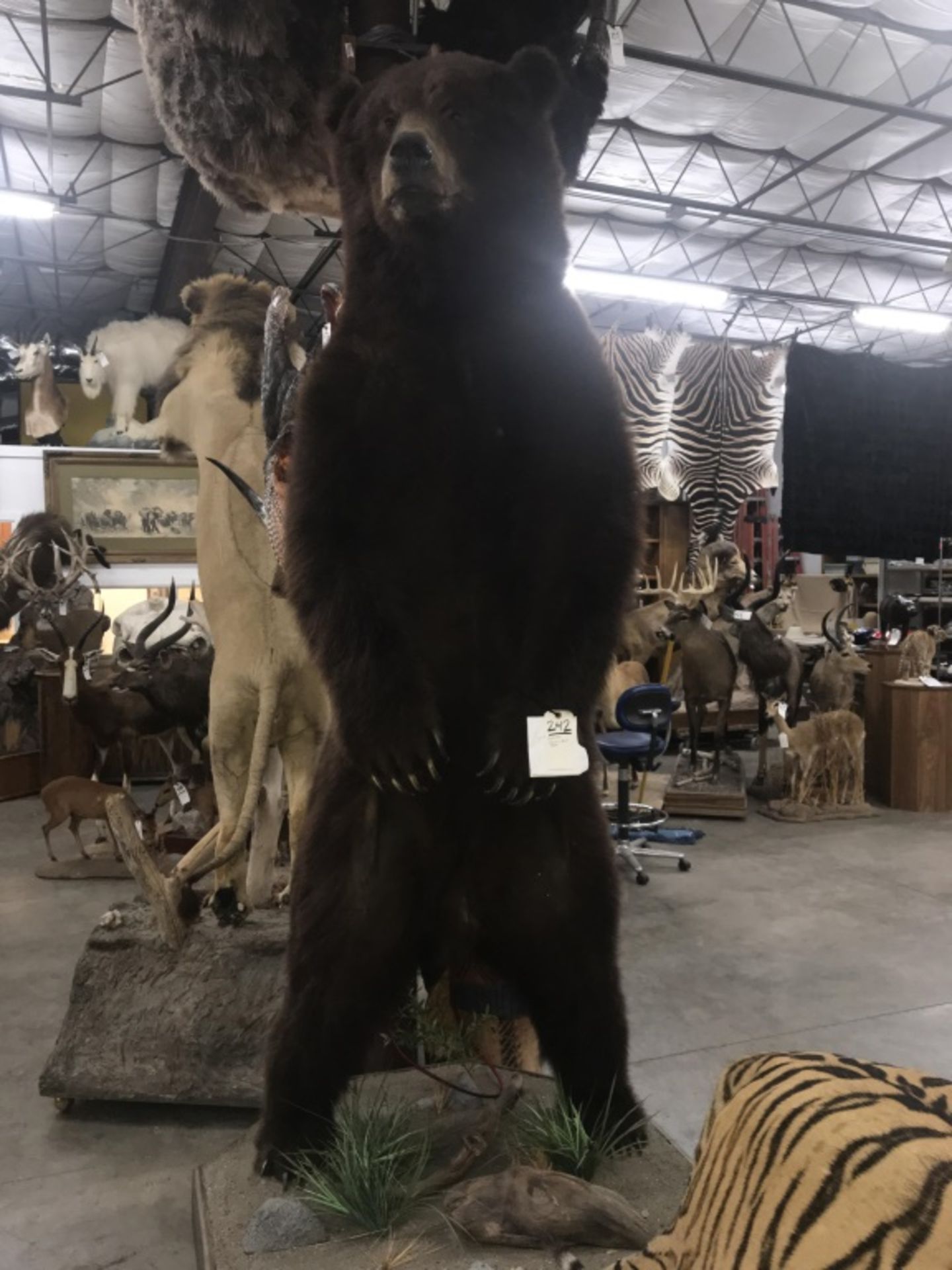 Life Size Awesome Brown Bear