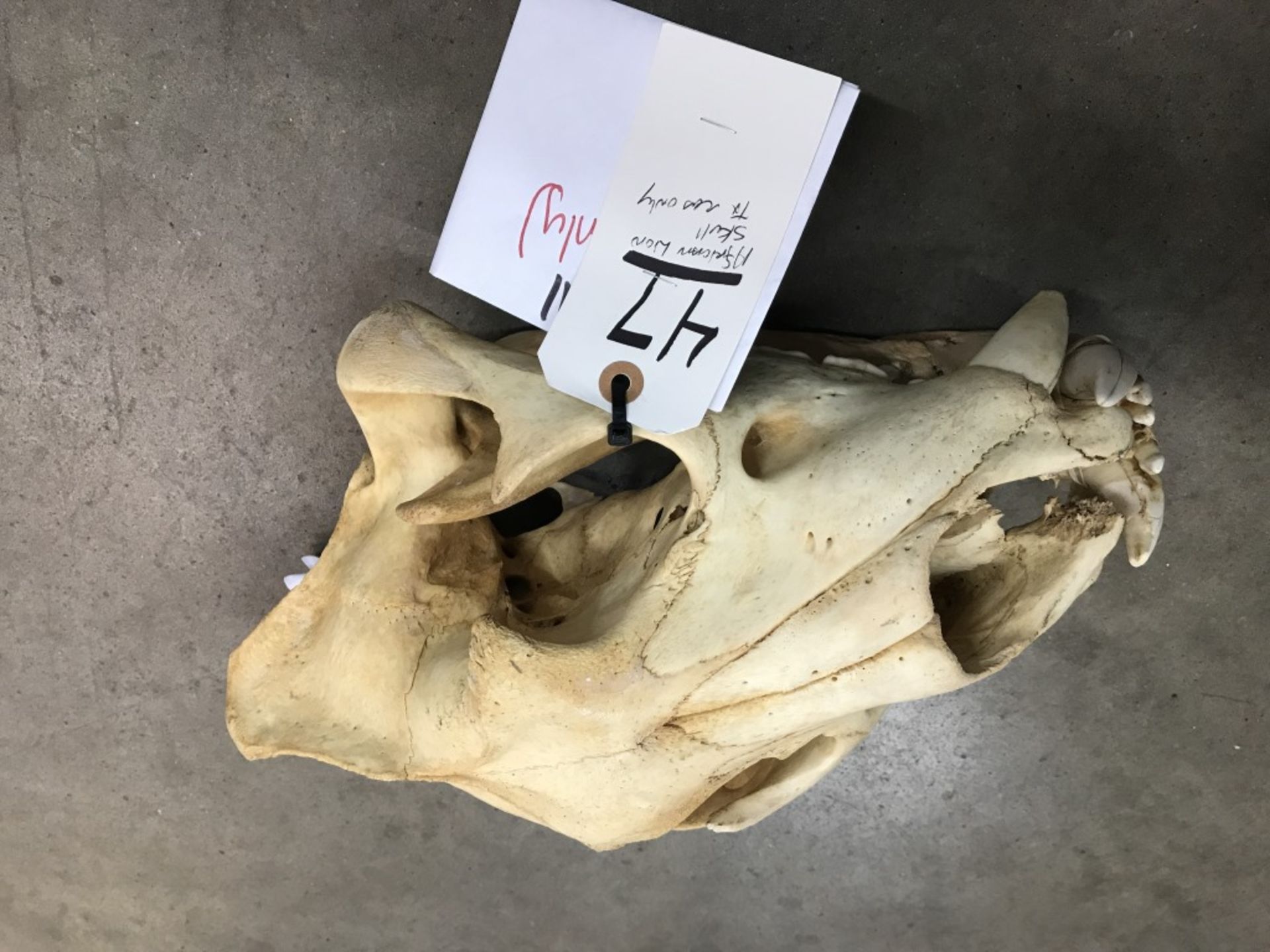 African Lion Skull (TX Res Only) - Image 16 of 16