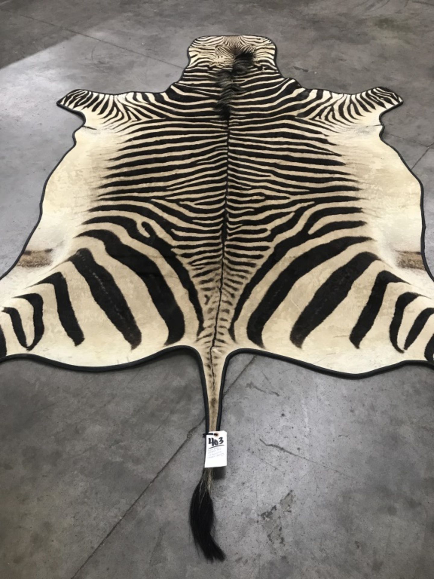 Very Nice Zebra Rug (TX Res. Only) - Image 8 of 13