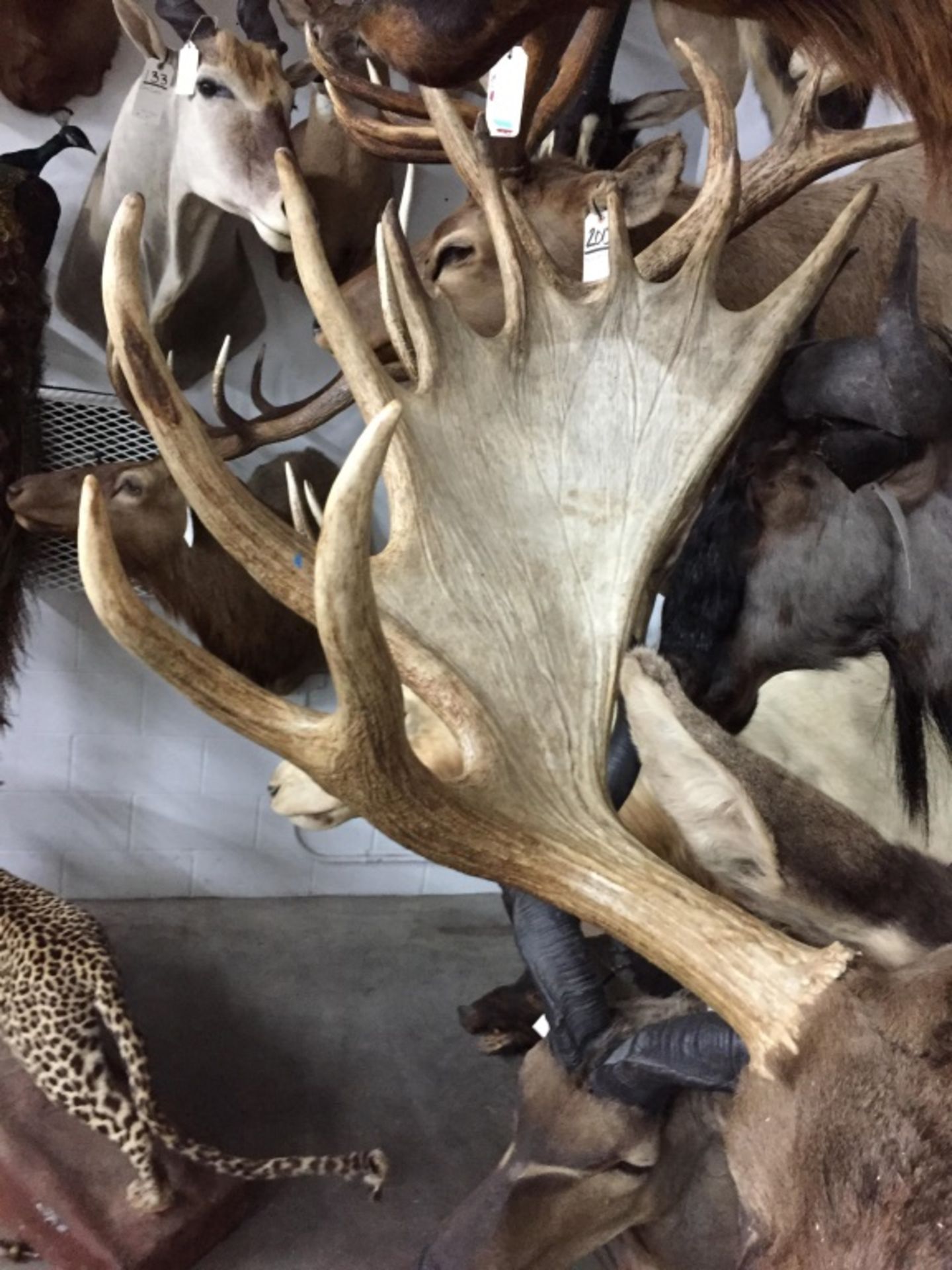 Yukon/ Alaskan Moose, Wildman Lake Alaska - Image 9 of 13