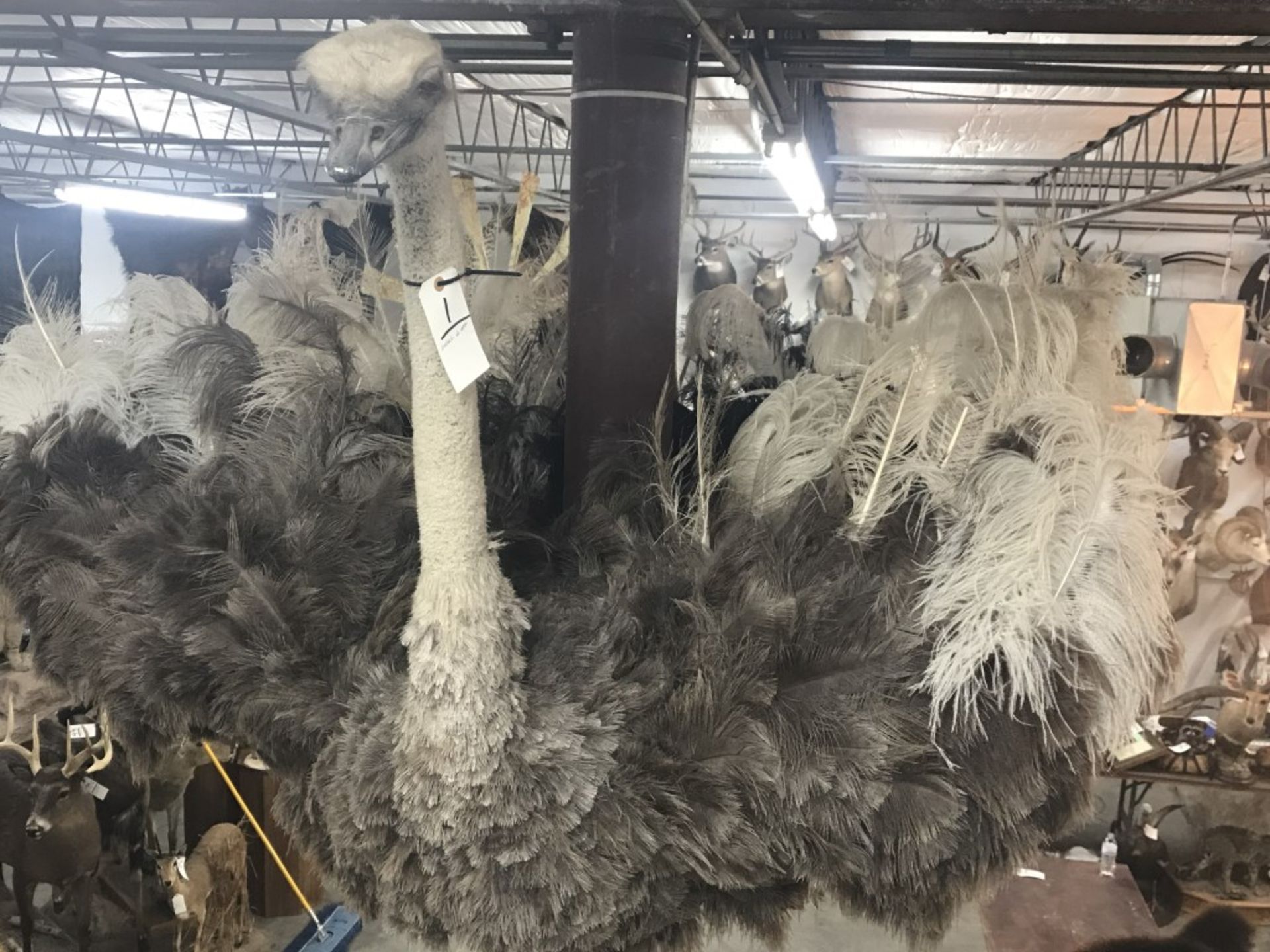 Taxidermy Ostrich Shoulder Mt. - Image 9 of 17