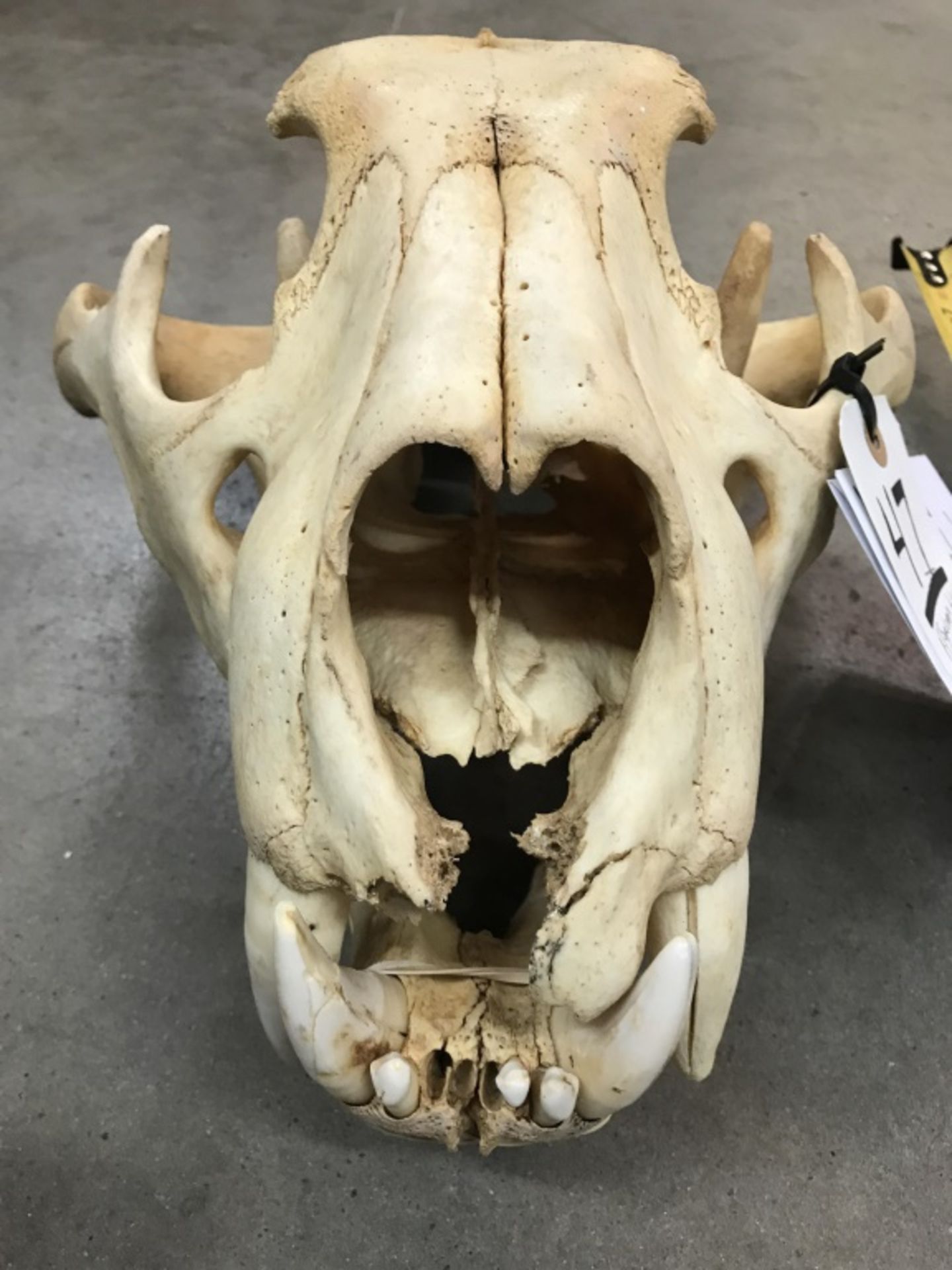 African Lion Skull (TX Res Only) - Image 9 of 16