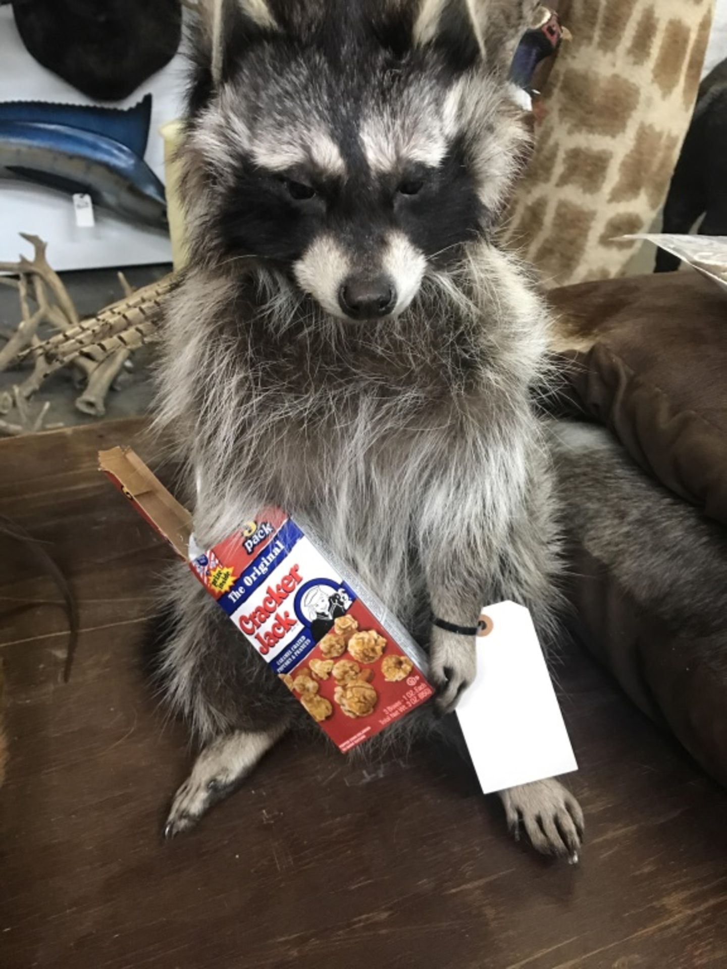 Cracker Jacks Raccoon