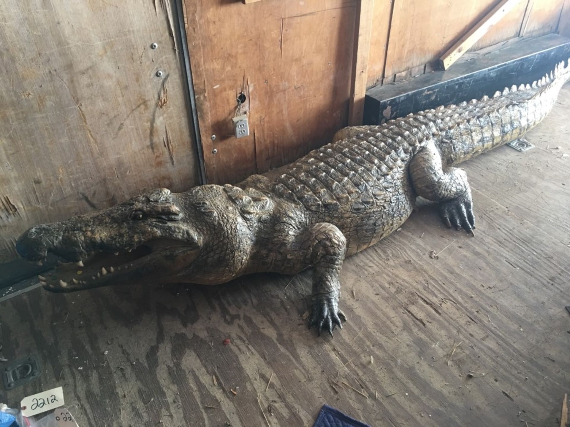 Crocodile Full Body Mt. (TX Res Only)