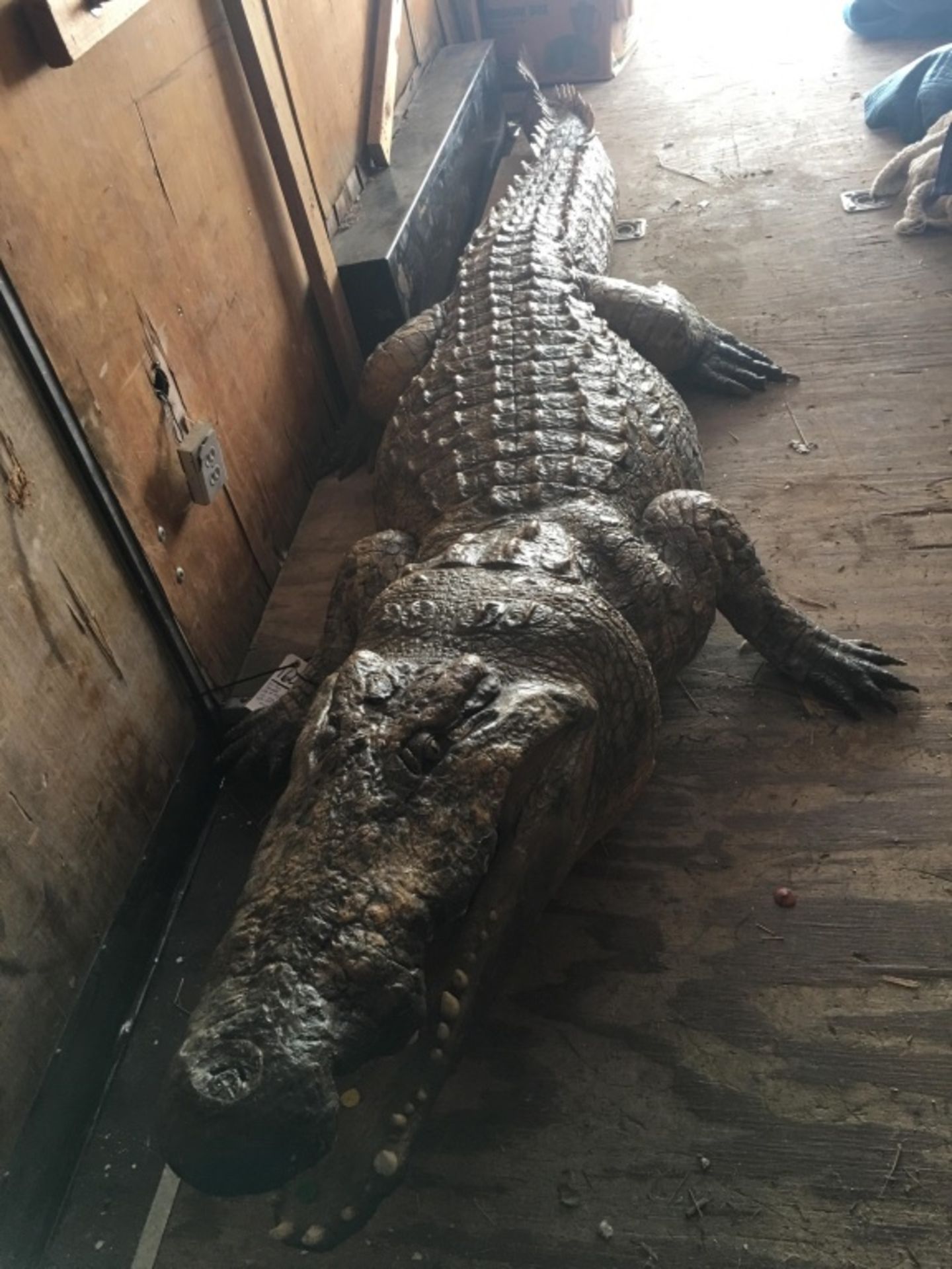 Crocodile Full Body Mt. (TX Res Only) - Image 3 of 8