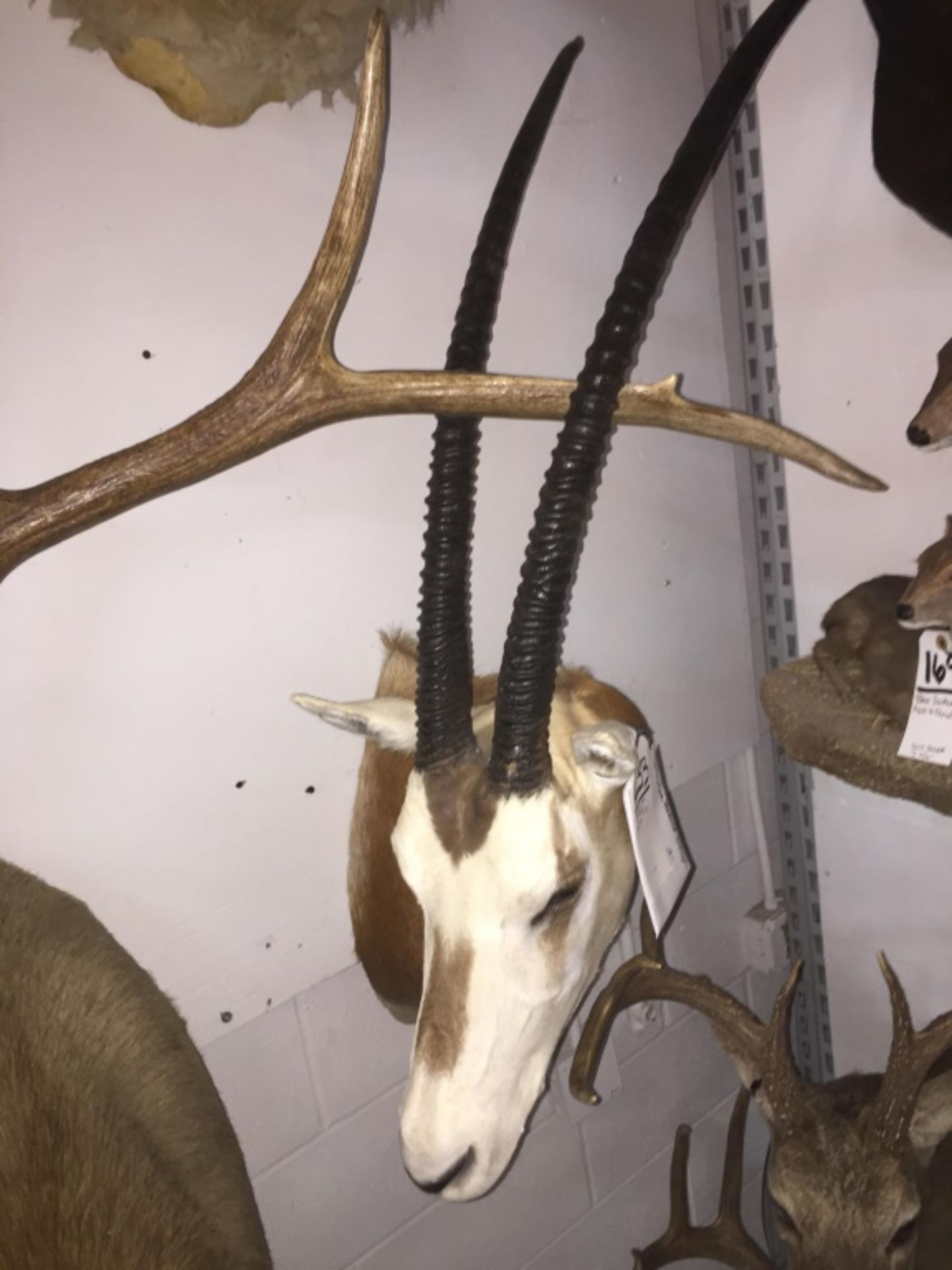 Scimitar Horn Oryx (TX Res Only)