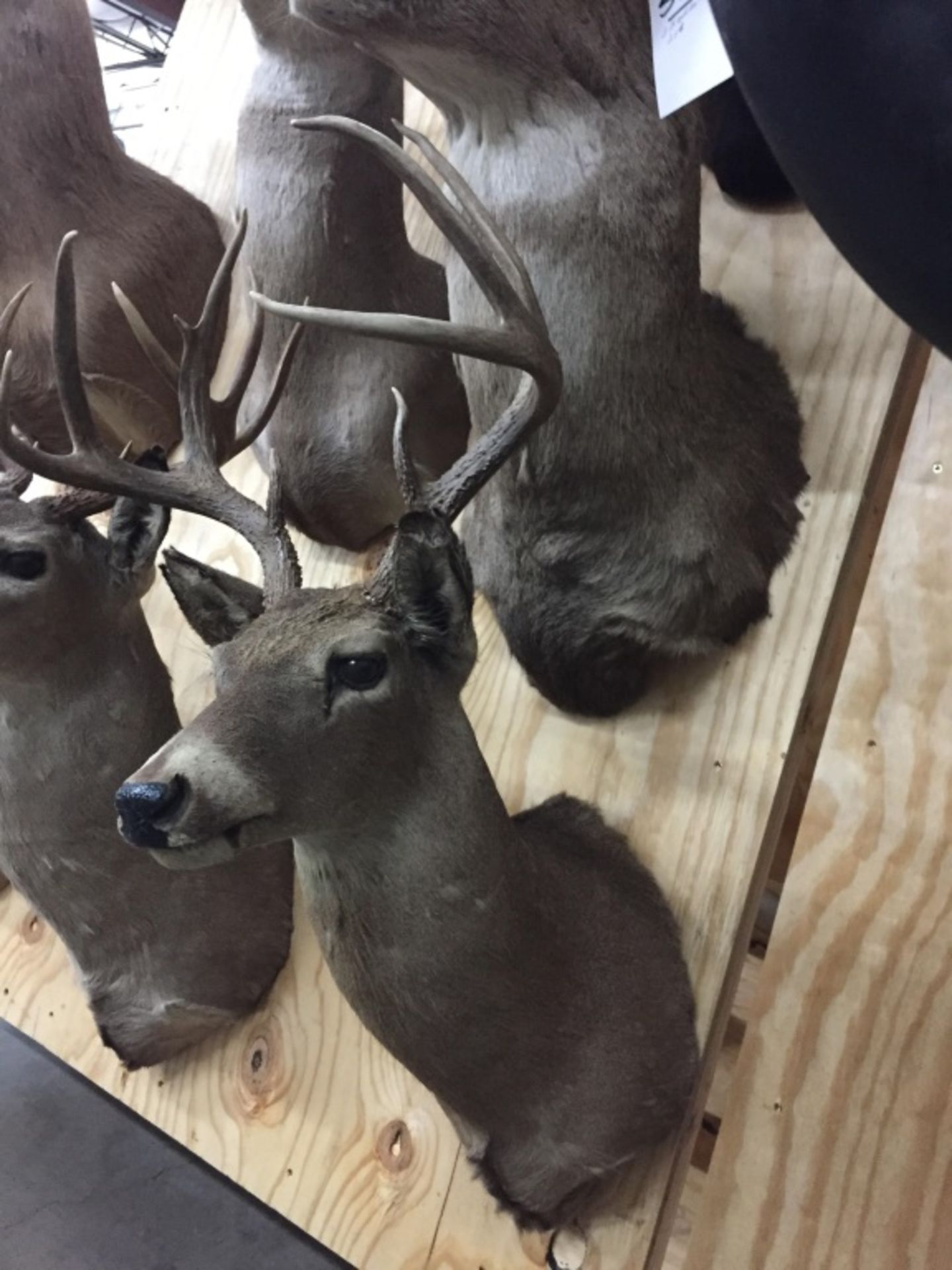 3 Whitetail (3X$) - Image 11 of 13