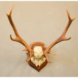 A pair of antlers painted with inscription Roumare, 4 Novembre 1882, mounted onto an oak shield