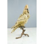 A cold painted bronze figure of a Parakeet.