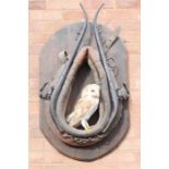 Taxidermi: a Barn owl displayed within a horse harness.