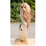 Taxidermi: owl on a naturalistic base.