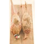 Taxidermi: Pheasants mounted onto wooden panel.