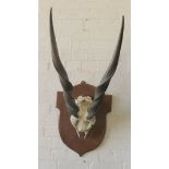 A Spiral Horned Antelope head mounted on an oak shield form back.