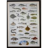 A large print depicting fish studies, 94 by 64cm.