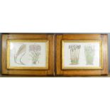 A pair of botanical prints, in oak frames.