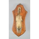 Taxidermi: deer slot, on oak shaped plaque.