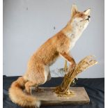 A Taxidermi Fox, raised on a naturalistic base.