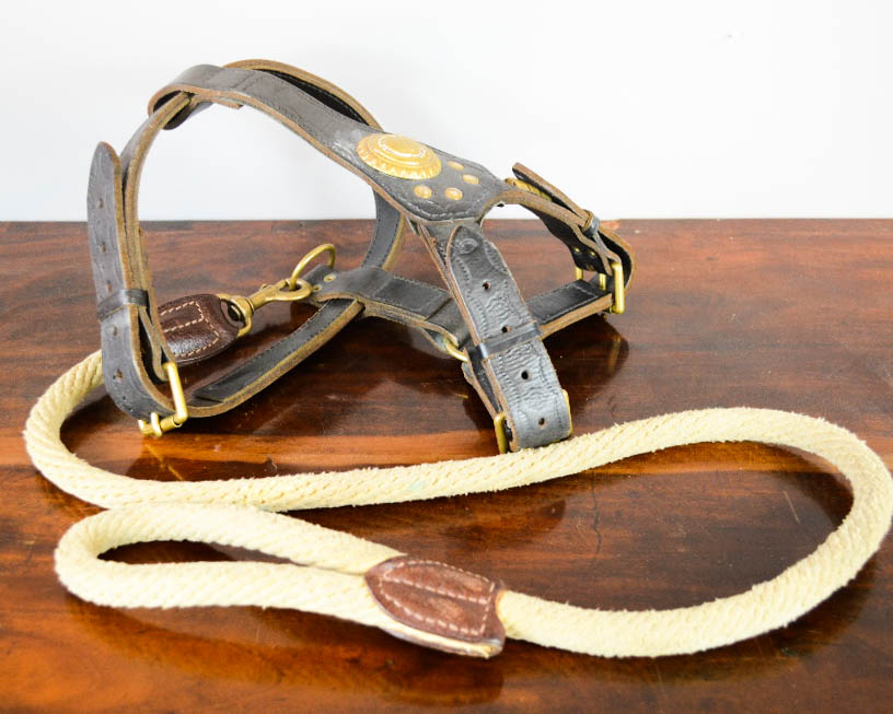 An antique leather dog harness, embellished with brass studs.