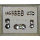 A cultured pearl display box, depicting the stages of growth at 1 month, 10 months, 1 year, 2 years,