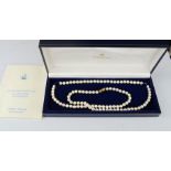 A set of cultured pearls, with 9ct gold clasp, 105 in total of uniform size, with a Mikimoto