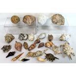 Collection of various late 19th/early 20th century sea shells,