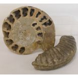 Ammonite cross section, 20cm wide & a large Ammonite fragment, 20cm long. (2).