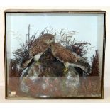 Large Victorian or Edwardian taxidermy display of a pair of Kestrels on rocky base with heather,