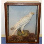 Large Victorian or Edwardian taxidermy display of a Gyr Falcon (young female) on naturalistic rocky