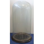 Large Victorian circular glass display dome with ebonised plinth base, base lacking two bun feet,