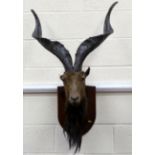 Edwardian taxidermy head of a Markhor Screwhorn wild goat, mounted on oak shield back, approx.