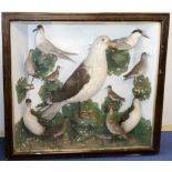 Large Victorian or Edwardian taxidermy display of seabirds including a Great Black Backed Gull,