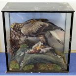 Large Victorian or Edwardian taxidermy display of a Golden Eagle killing a Grouse on naturalistic