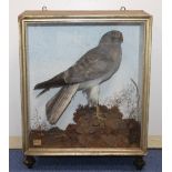 Large Victorian or Edwardian taxidermy display of a Pallid Harrier on naturalistic base,