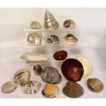 Collection of various late 19th/early 20th century polished & other shells,