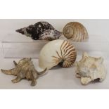 Five late 19th/early 20th century large shells including a complete Nautilus. (5).