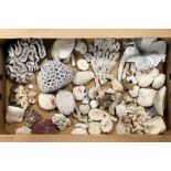 Collection of late 19th/early 20th century mixed corals.