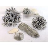 Collection of seven late 19th/early 20th century mixed corals, including two branch corals.